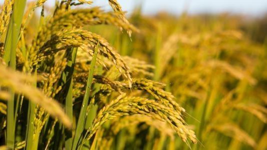 yp�ֻ���������Ϸ(�й�)�ٷ���վ